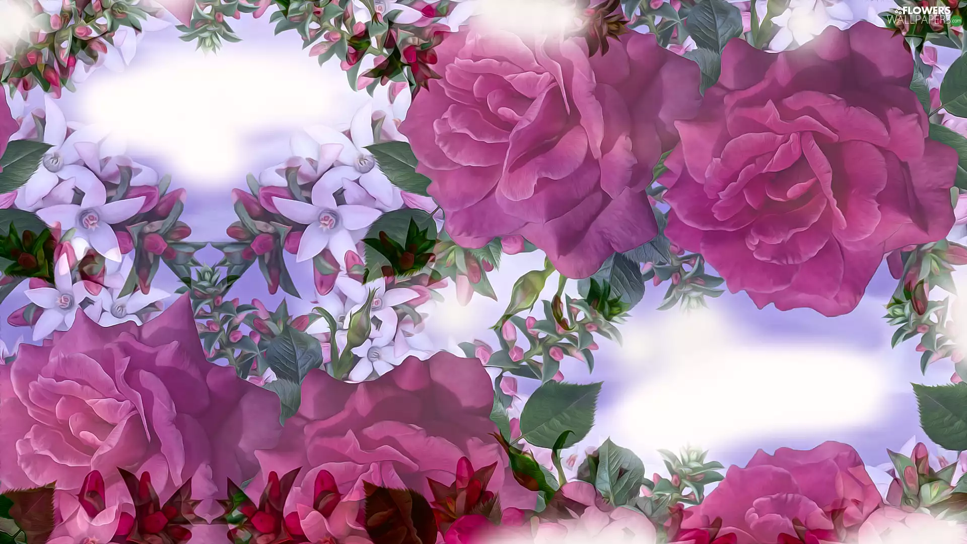flowers, graphics, roses, White, Pink