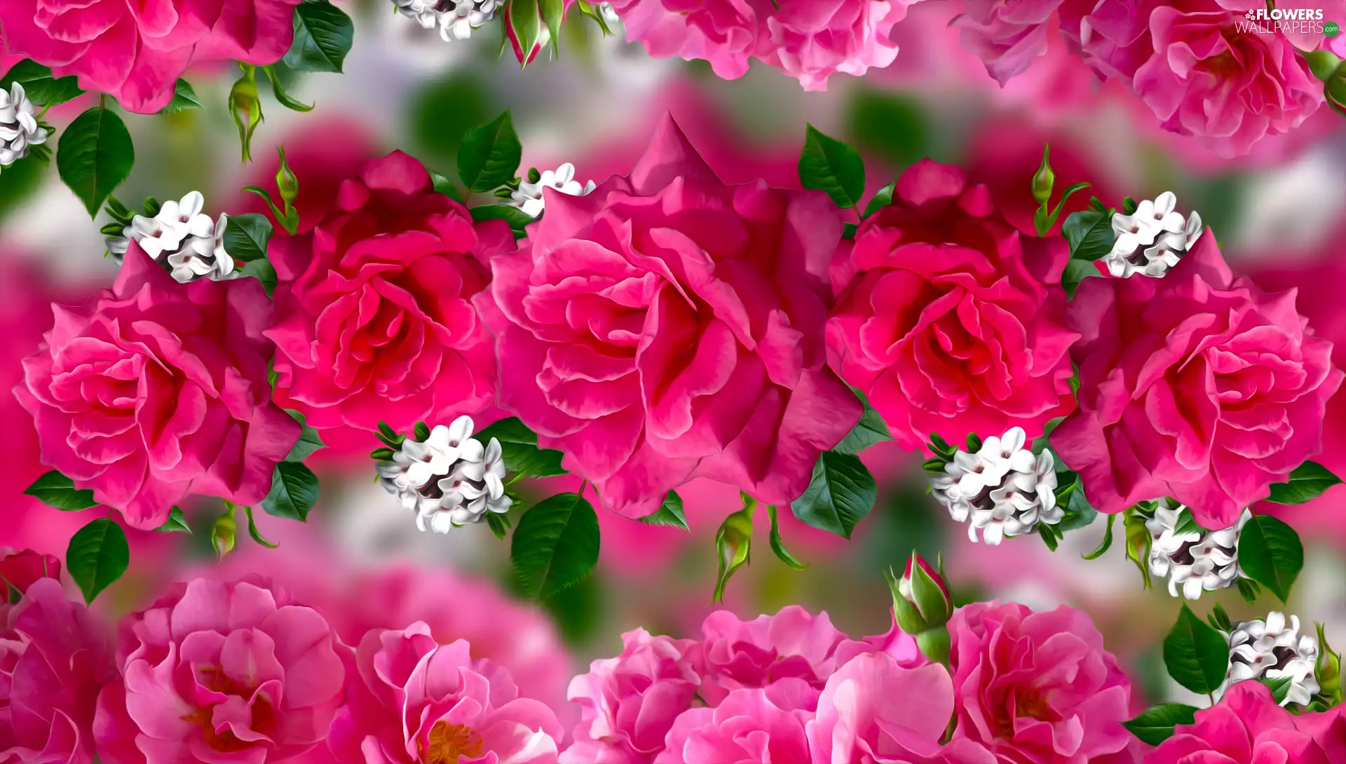 Flowers, graphics, roses, White, Red