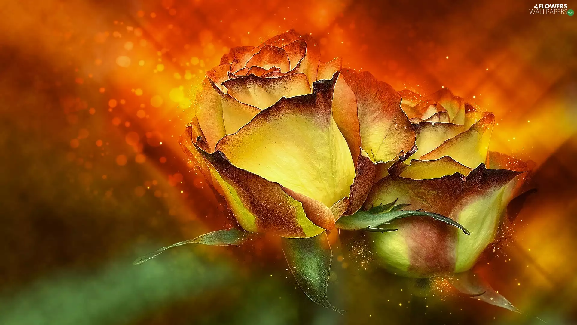 graphics, Two, roses