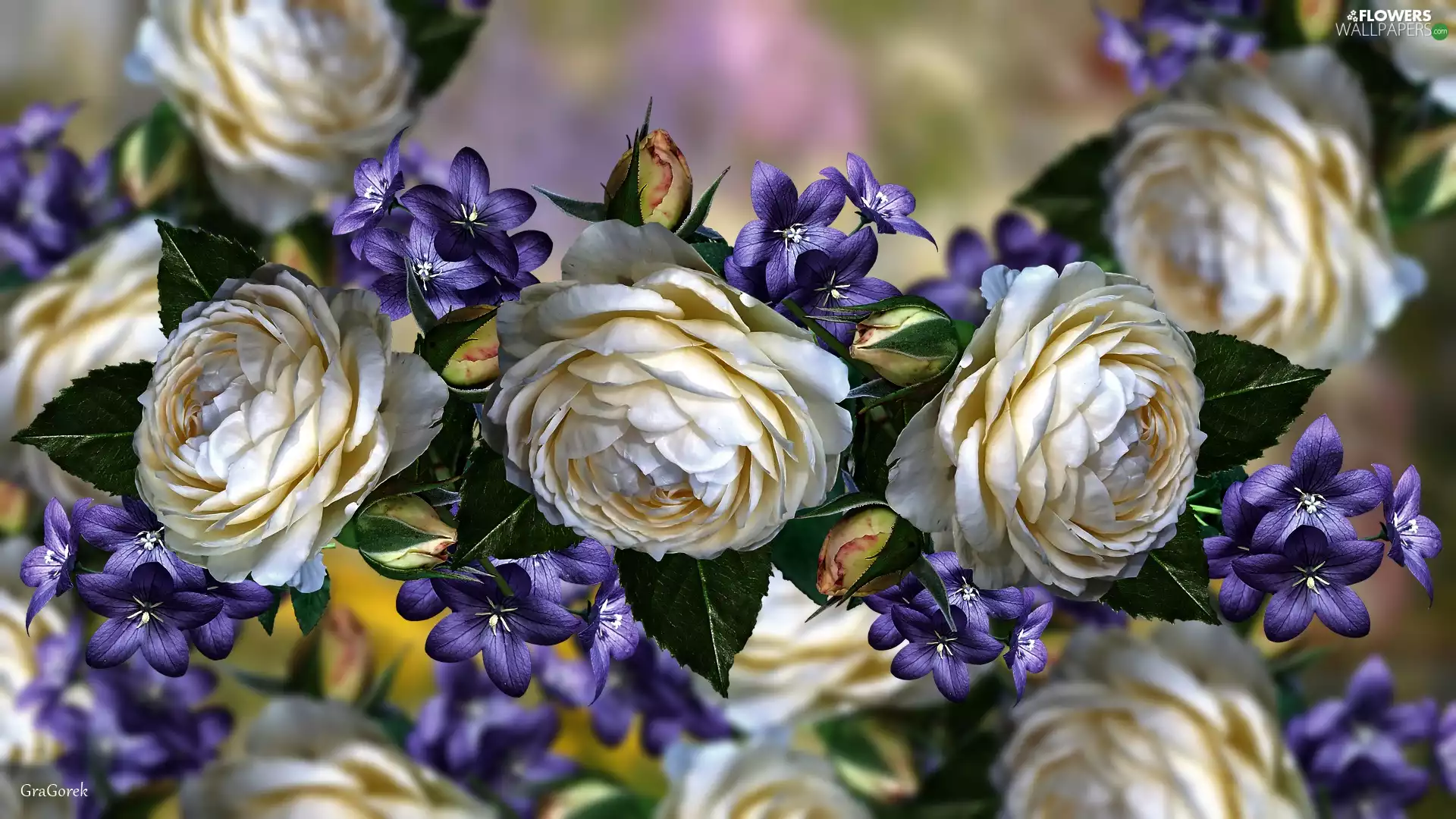 Flowers, graphics, roses, Blue, White