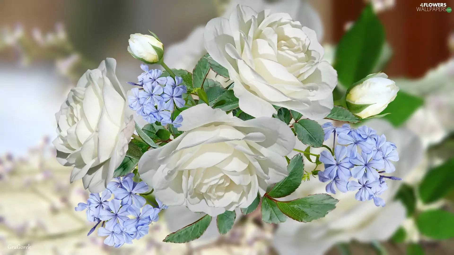 Flowers, graphics, roses, Blue, White