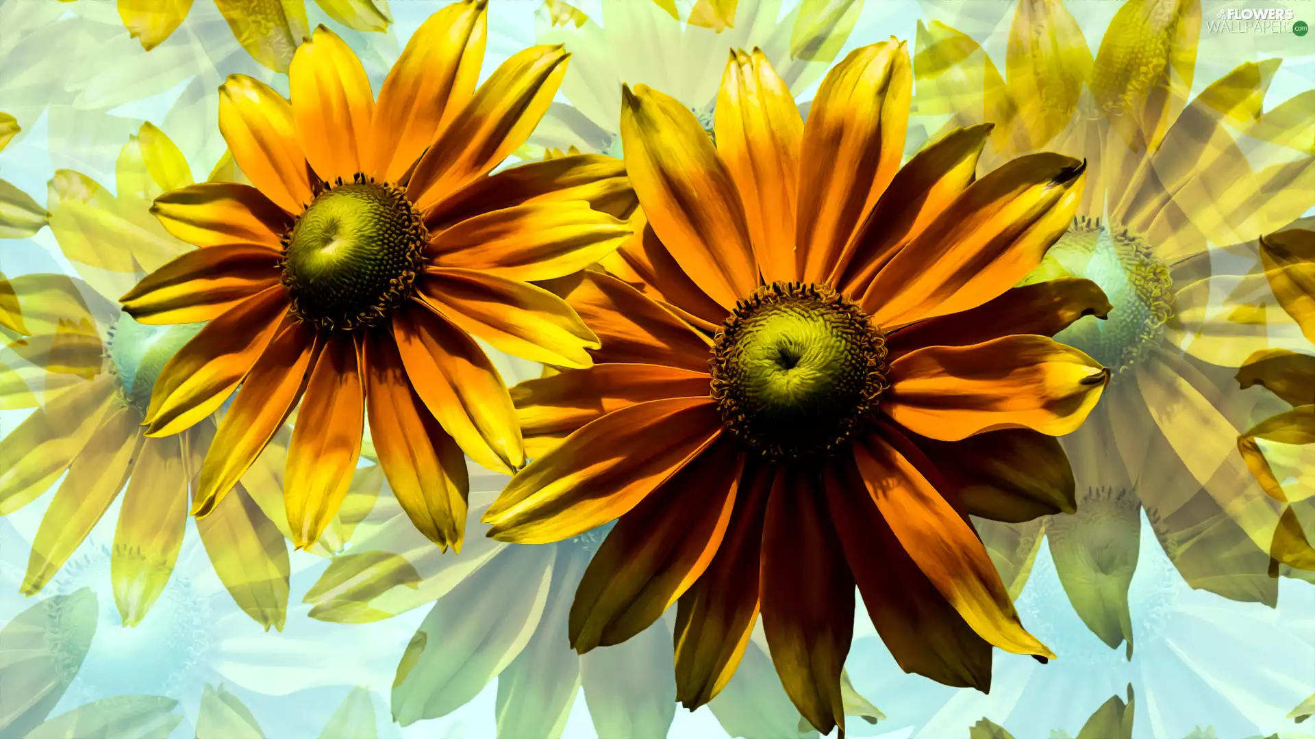 graphics, Flowers, Rudbekie