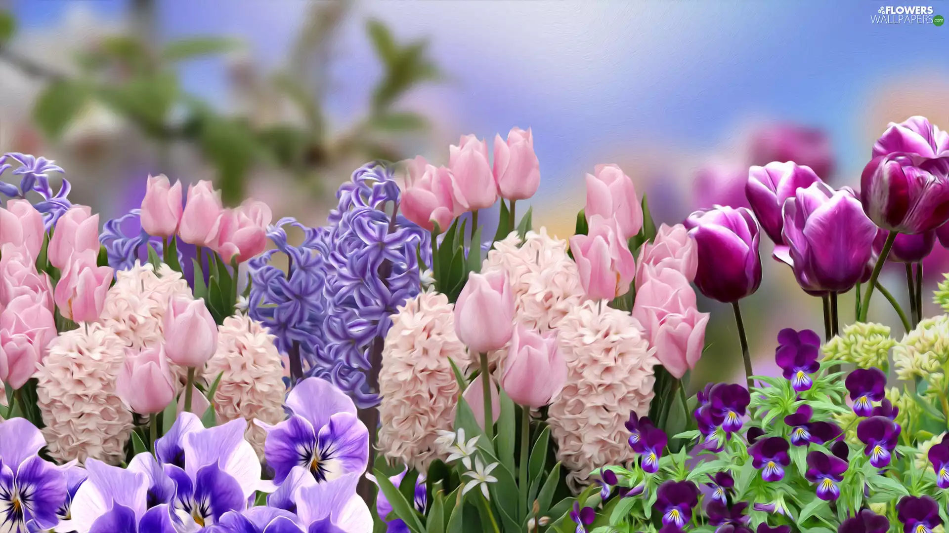 pansies, graphics, Tulips, Hyacinths, Flowers