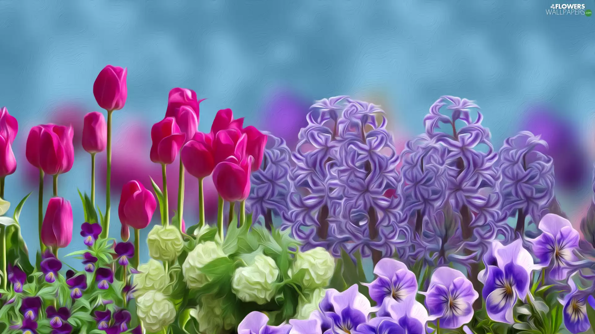 Hyacinths, graphics, Tulips, pansies, Flowers
