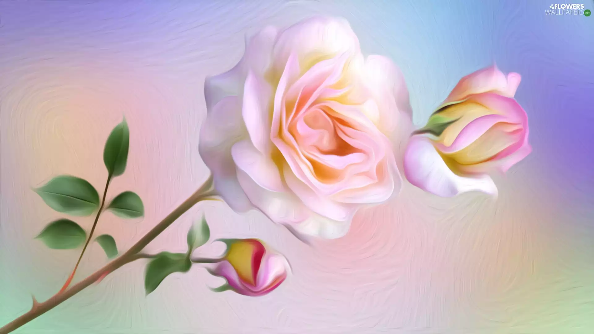 graphics, rose, twig