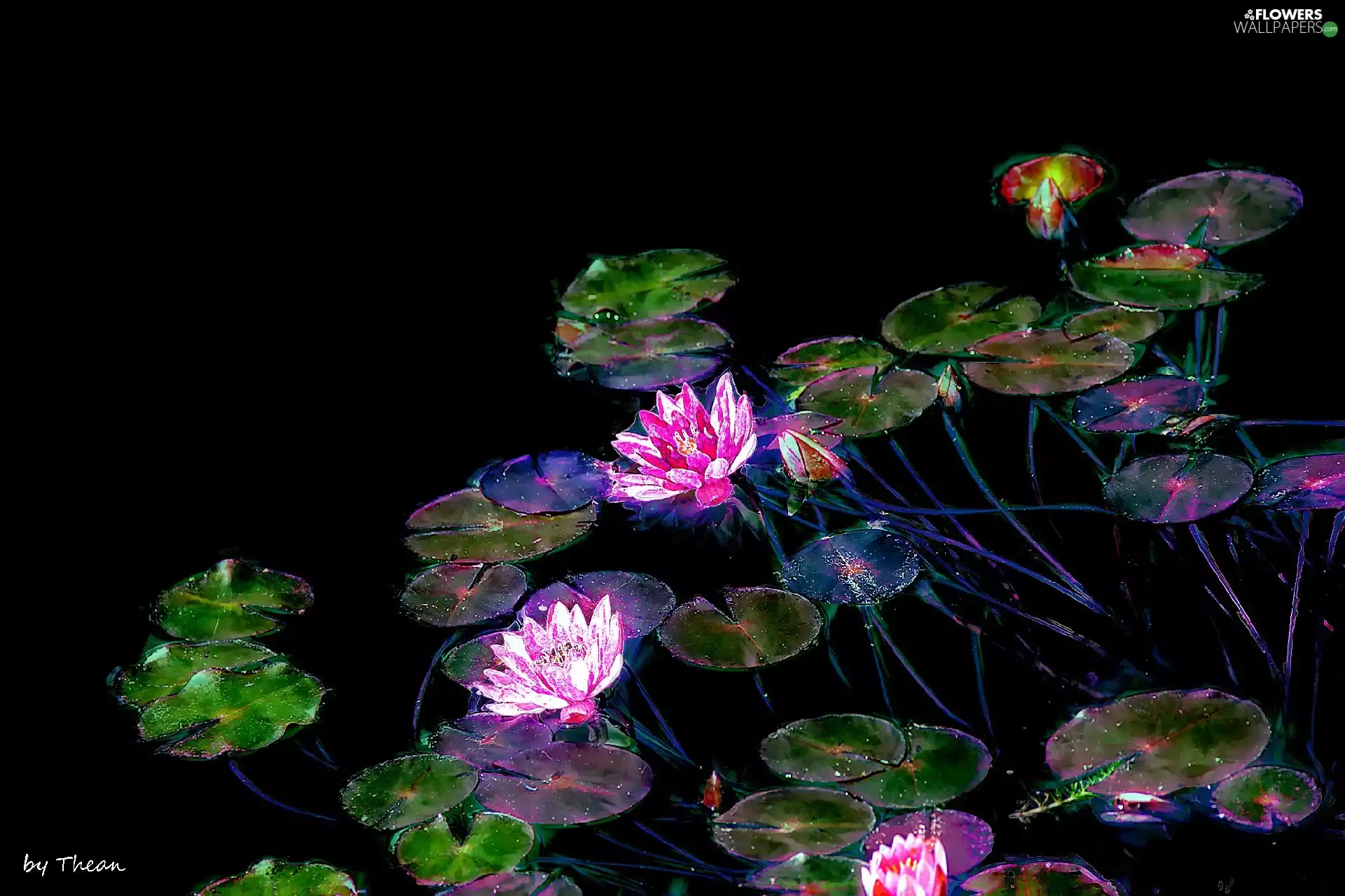 graphics, lilies, water