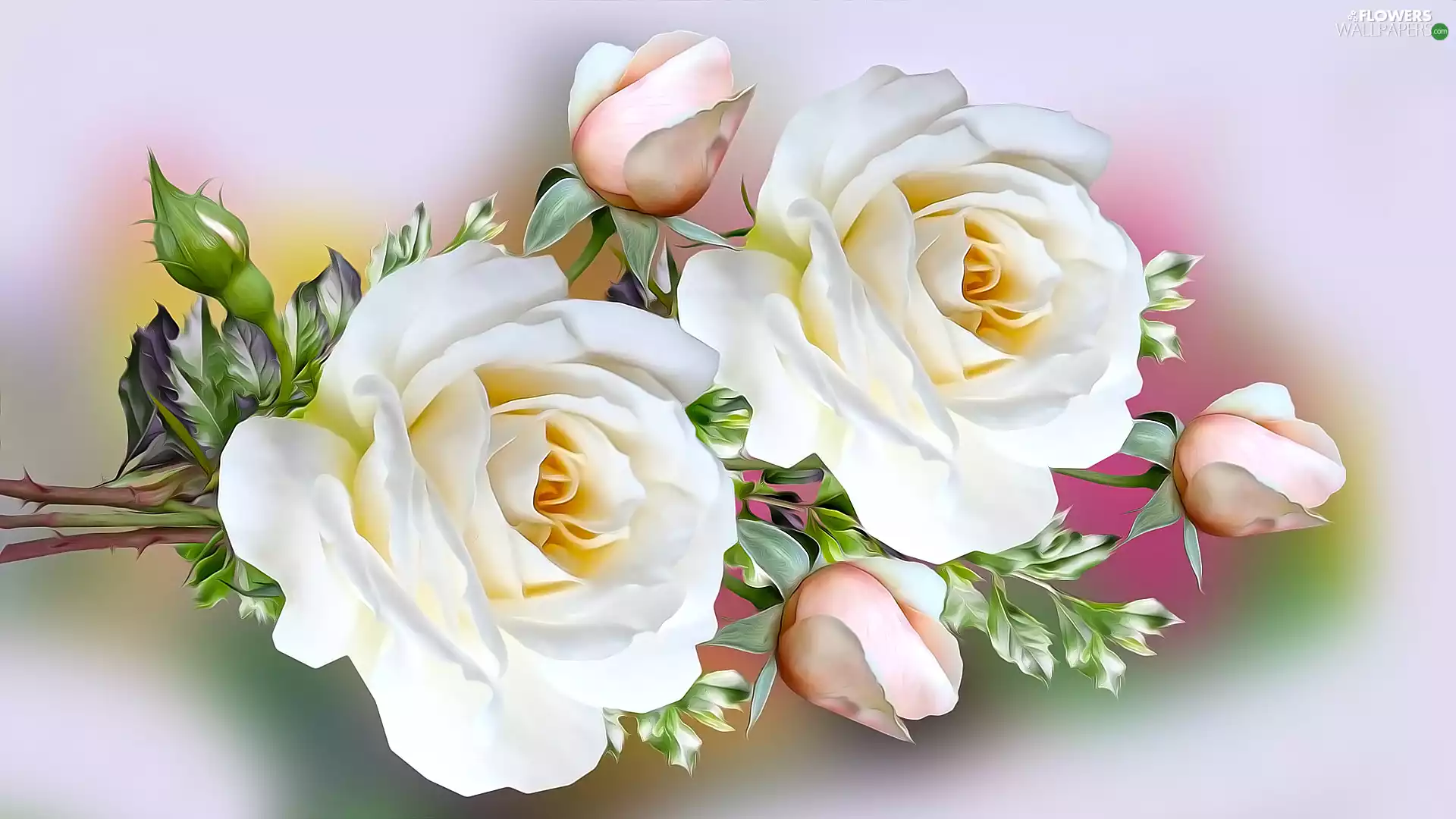 Two, Flowers, Buds, graphics, roses, White