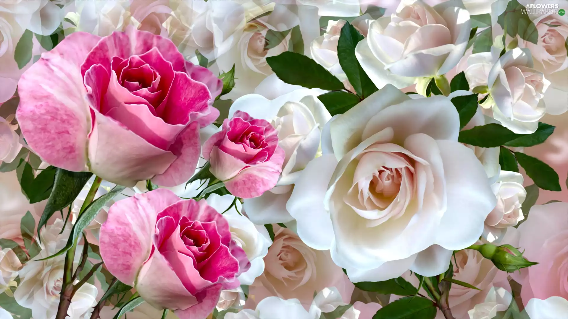 roses, graphics, White, Pink, Flowers