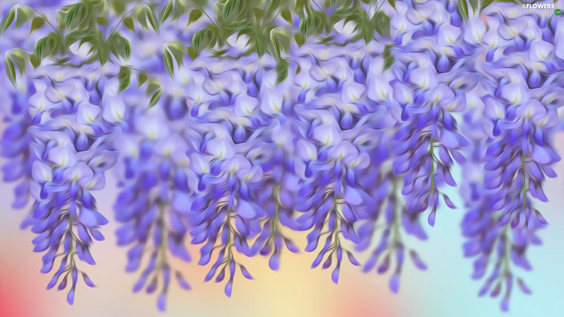 graphics, Flowers, wistaria