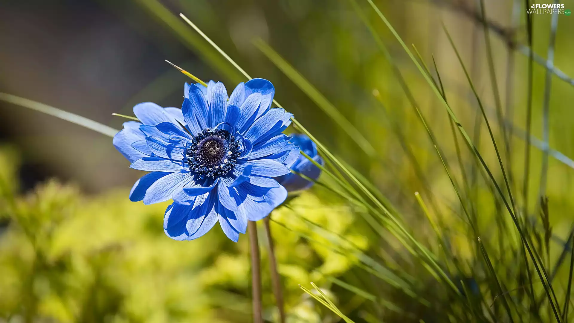 grass, blue, anemone