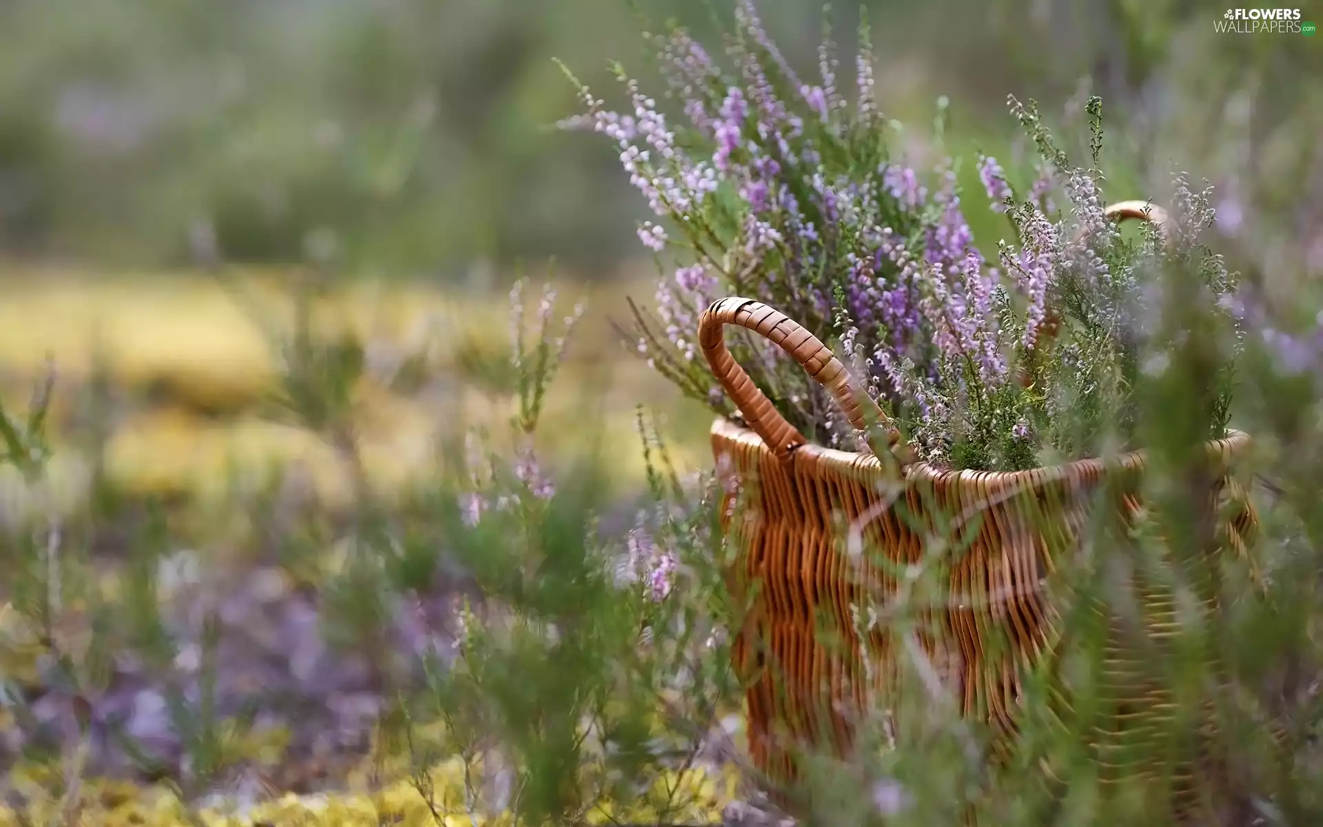 grass, heather, basket