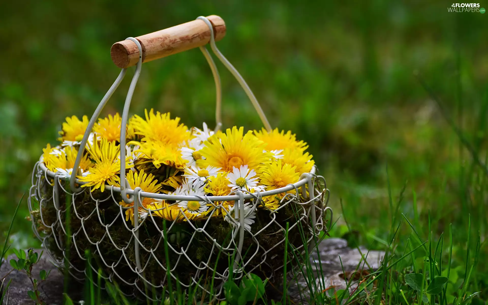 nuns, grass, basket, daisies, wire