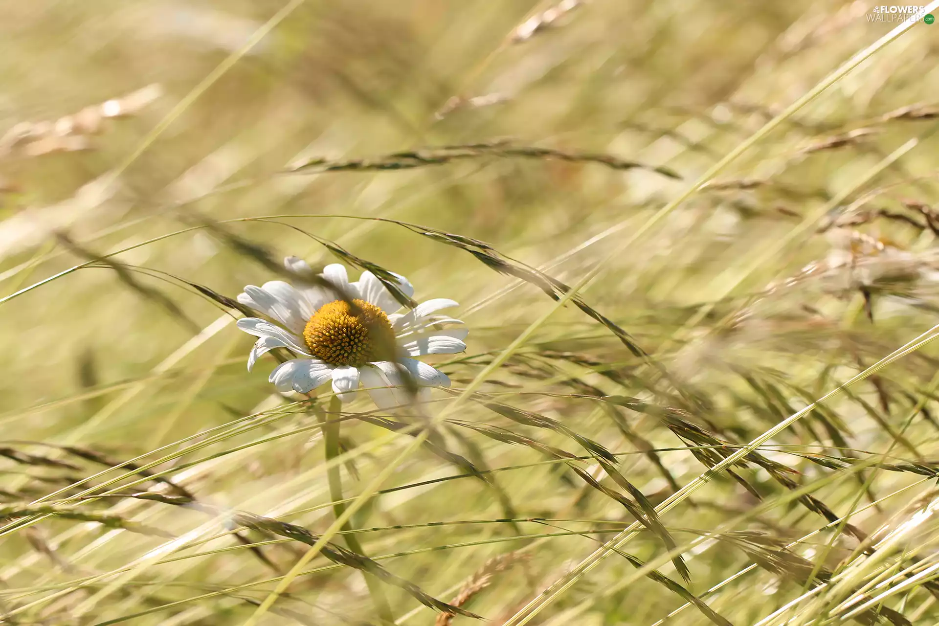 grass, blades, White, Colourfull Flowers, Daisy