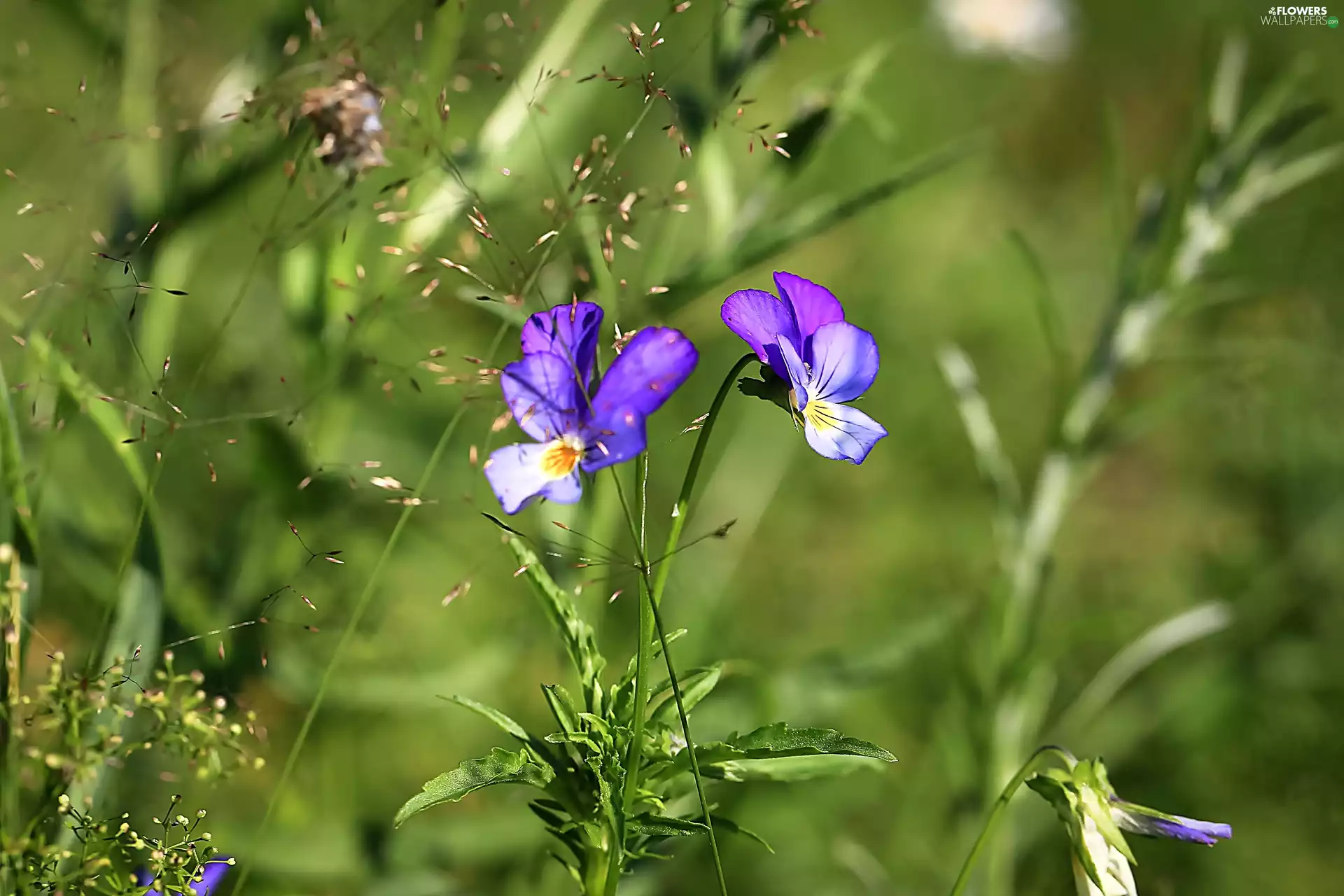 grass, pansies, blades