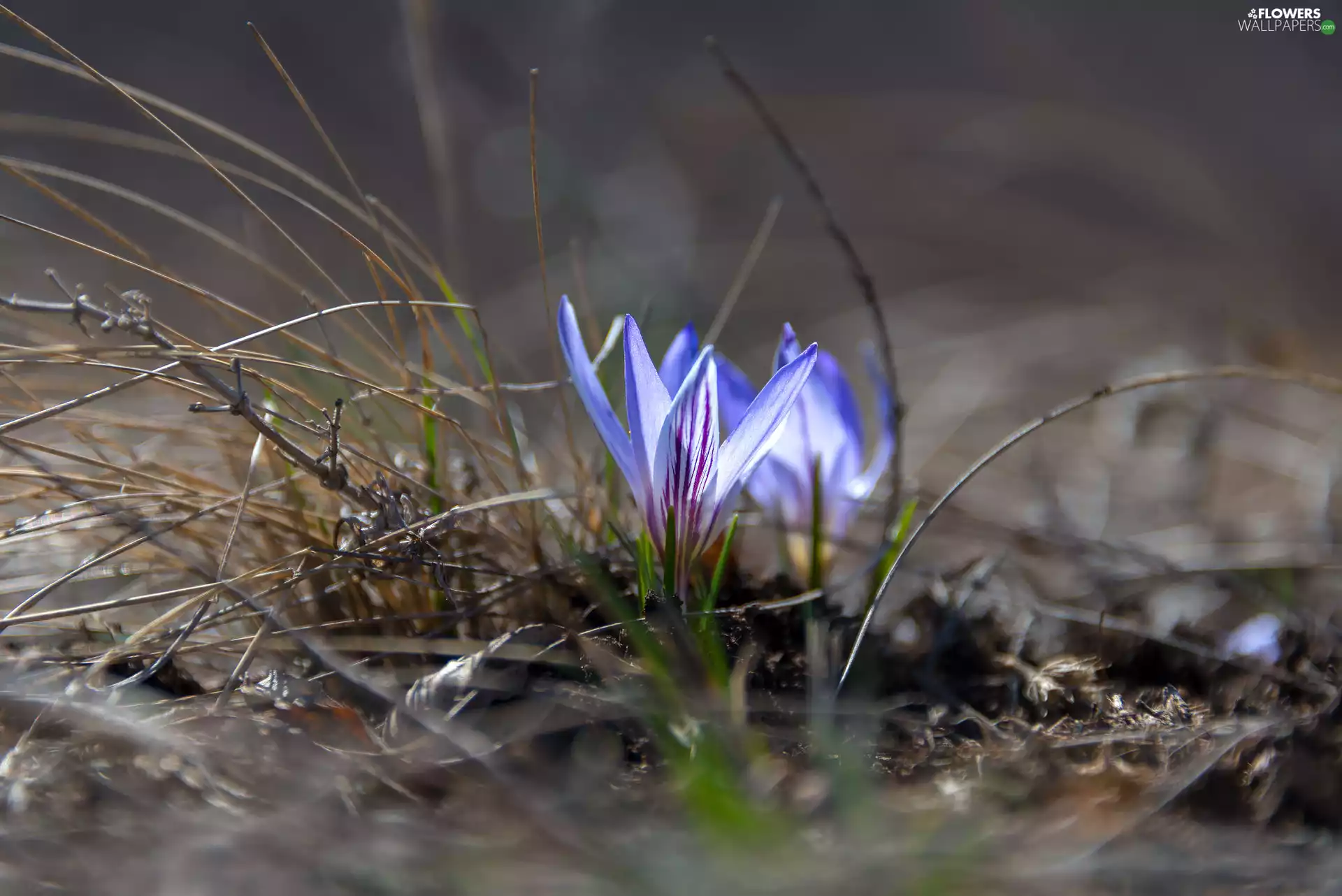blades, grass, Blue, crocuses, Flowers