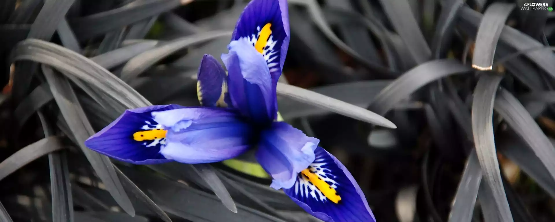 blue, Gray, grass, iris