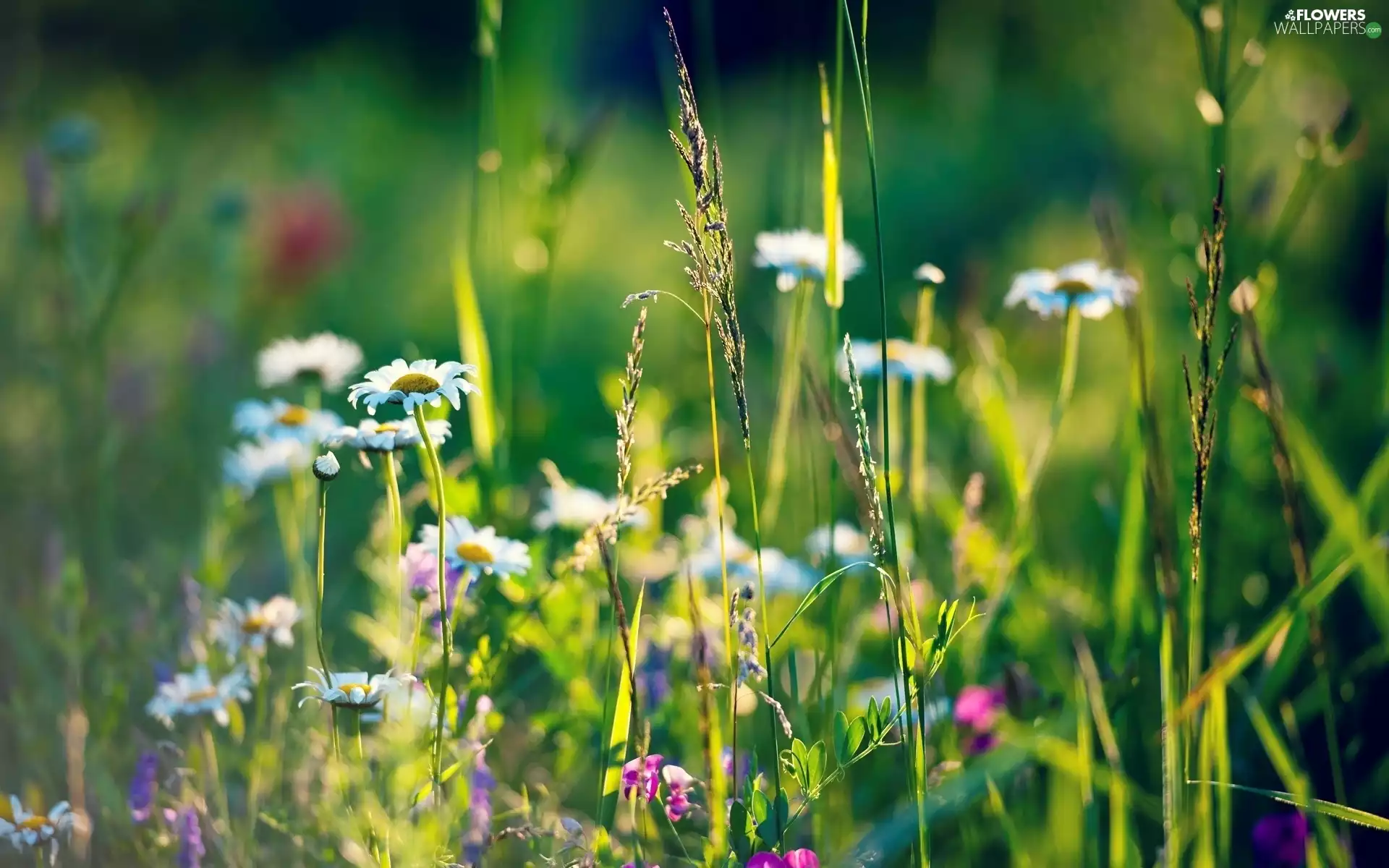Meadow, grass, blurry background, camomiles