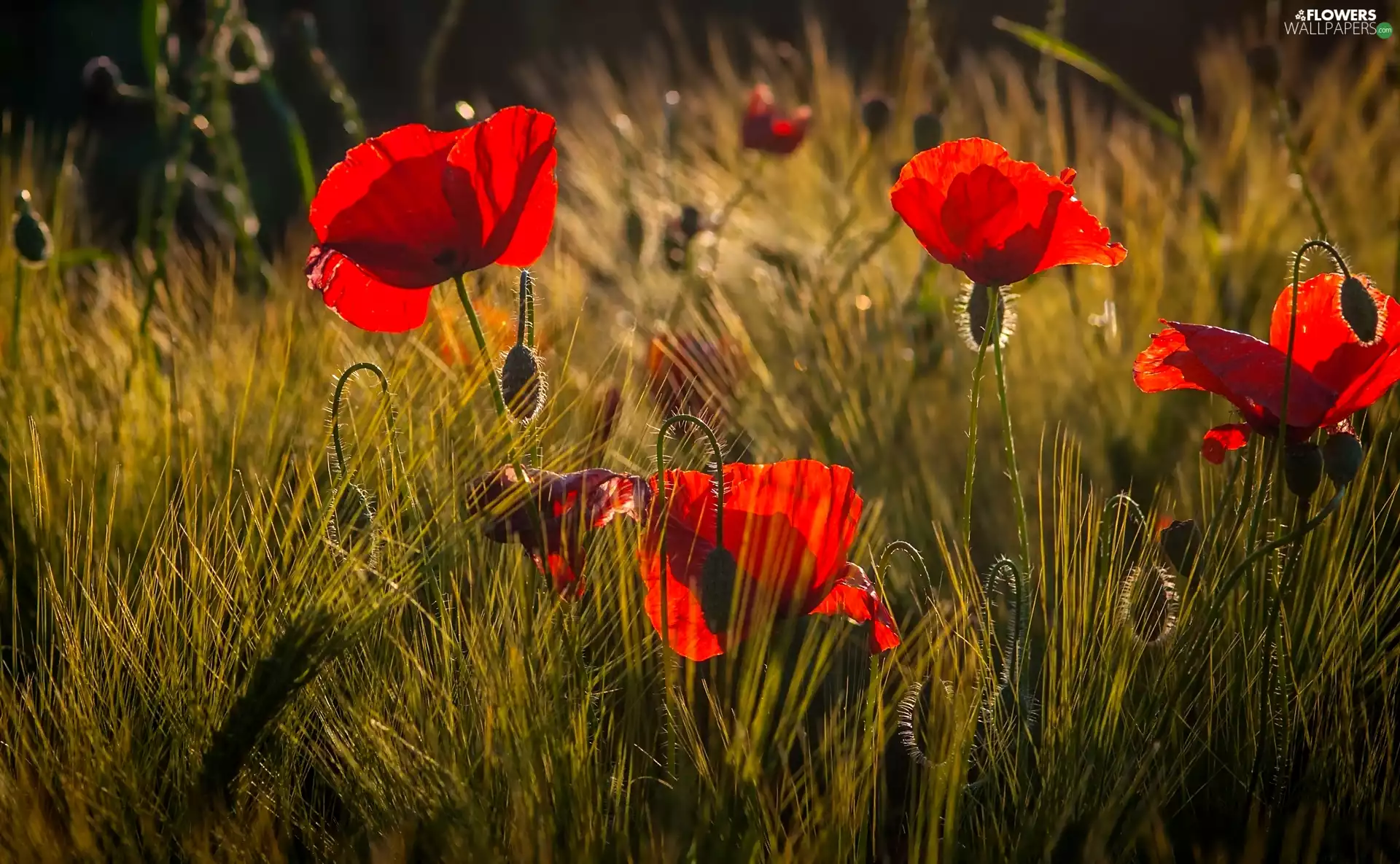 grass, papavers, Buds