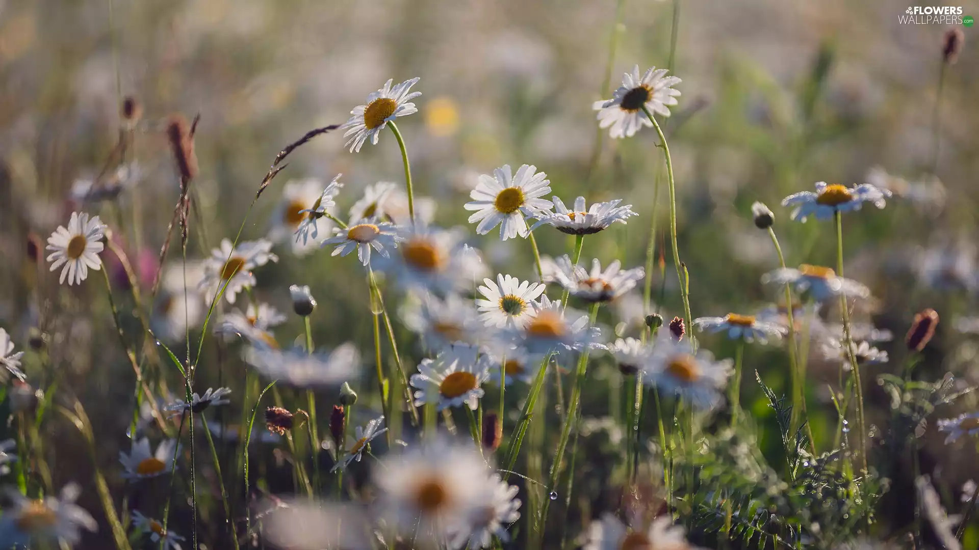grass, Flowers, camomiles