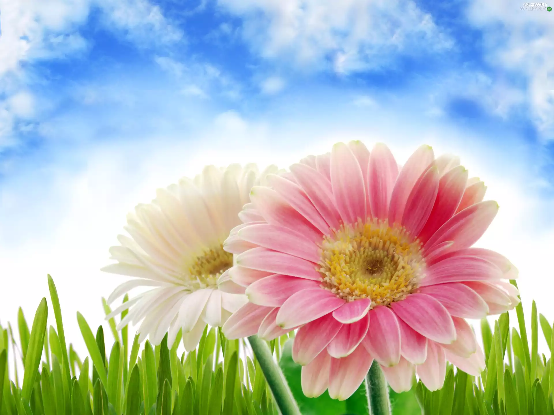 Two cars, Sky, grass, gerberas