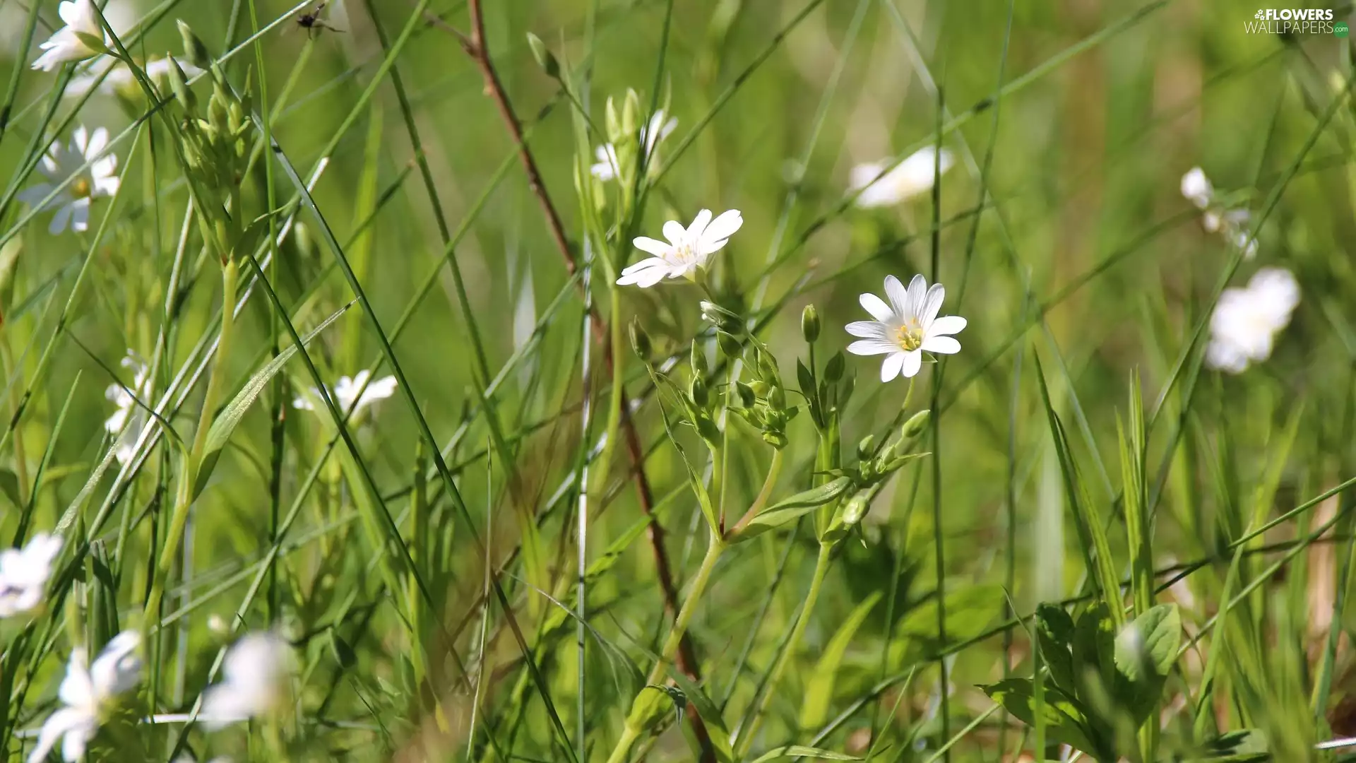 grass, Flowers, Cerastium