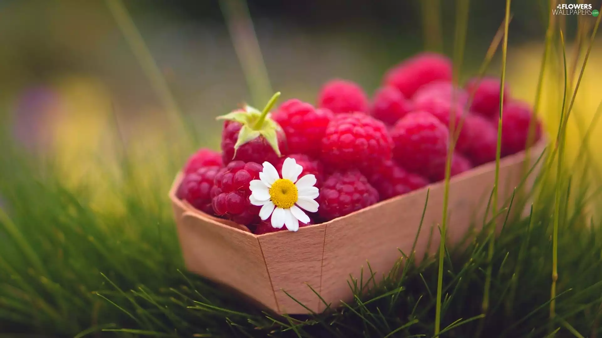 grass, raspberries, chamomile