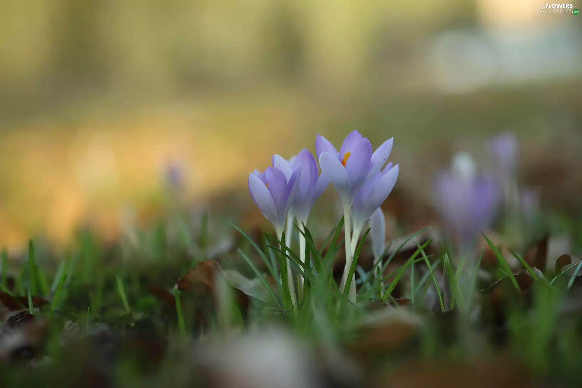 Flowers, grass, cluster, purple, crocuses