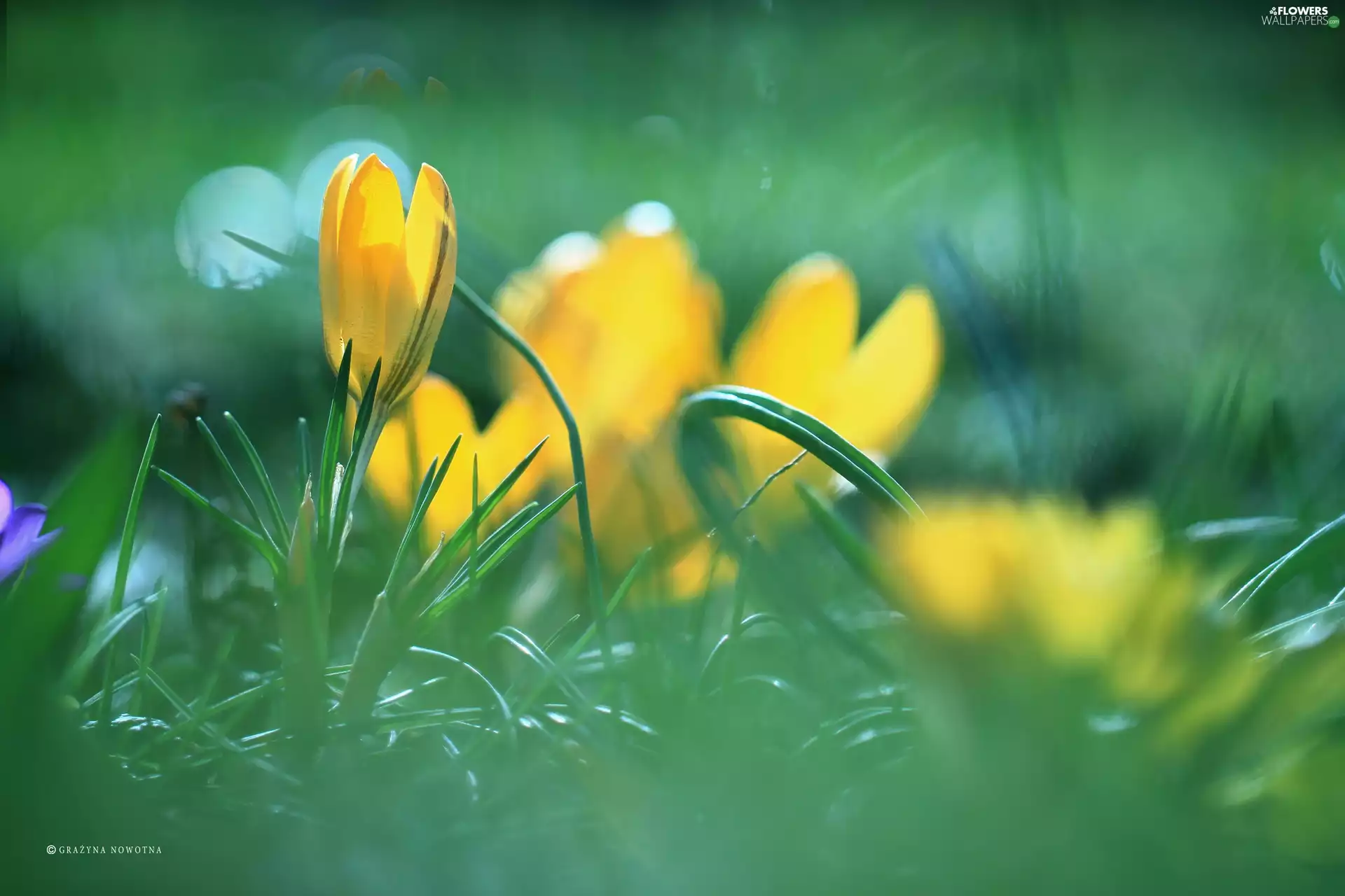 Yellow, grass, Colourfull Flowers, crocus
