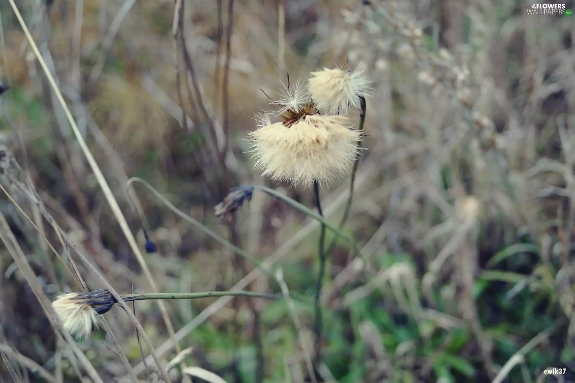 Common Dandelion, Meadow, grass