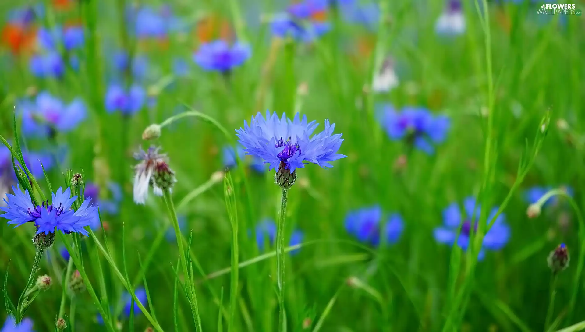 grass, Flowers, cornflowers
