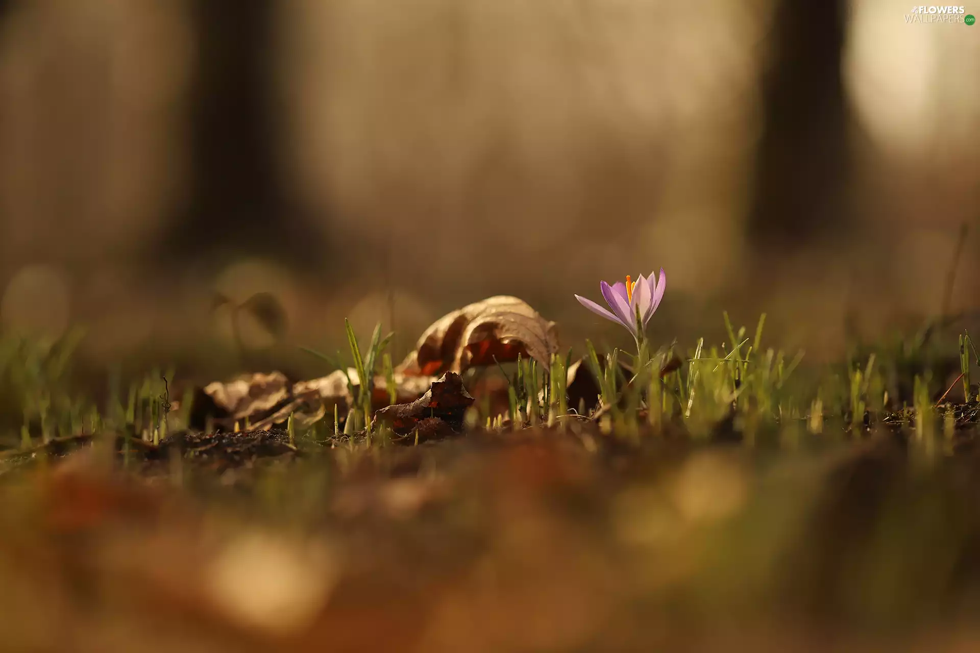 Leaf, grass, crocus, dry, Violet