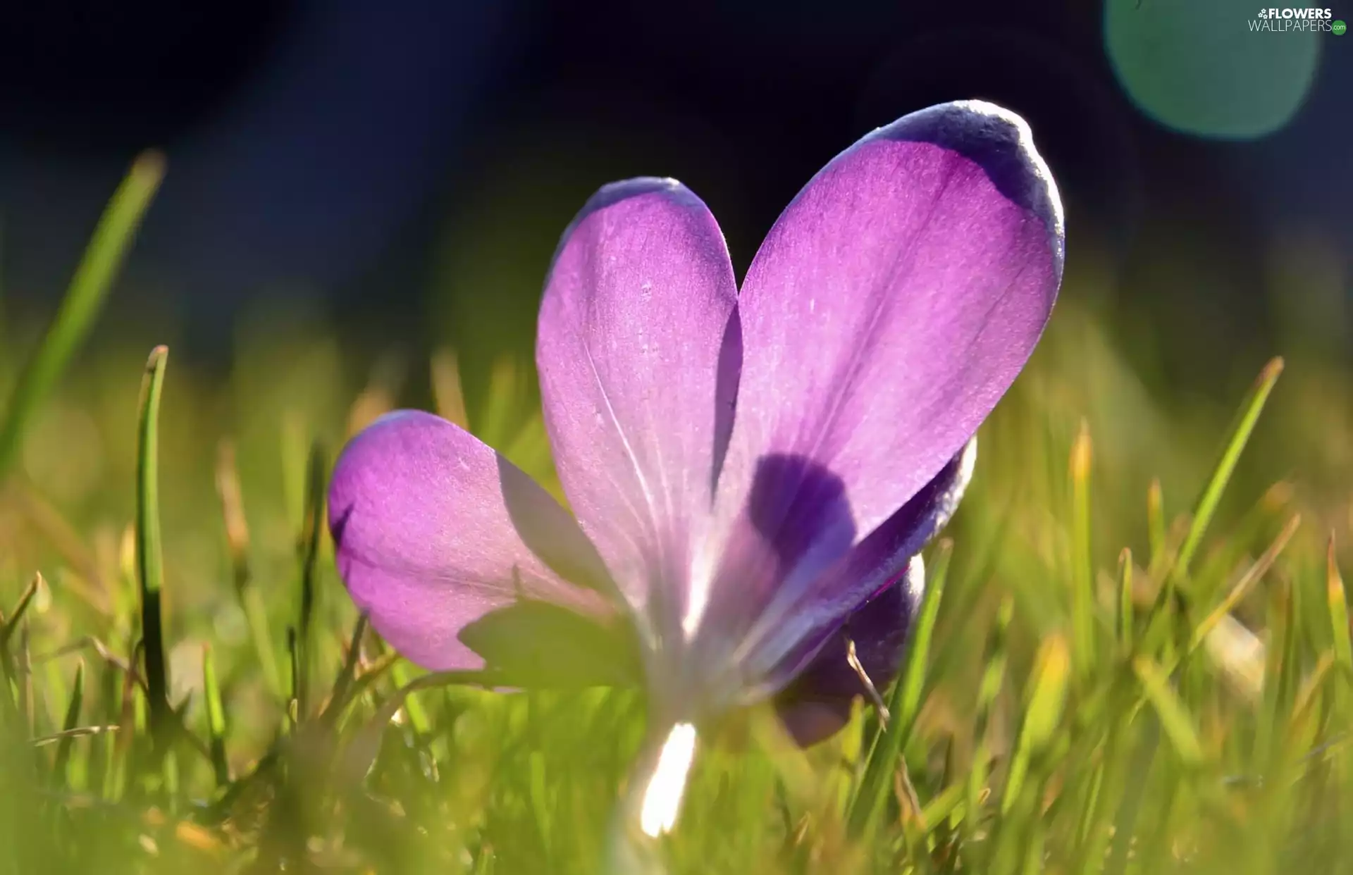 grass, Violet, crocus