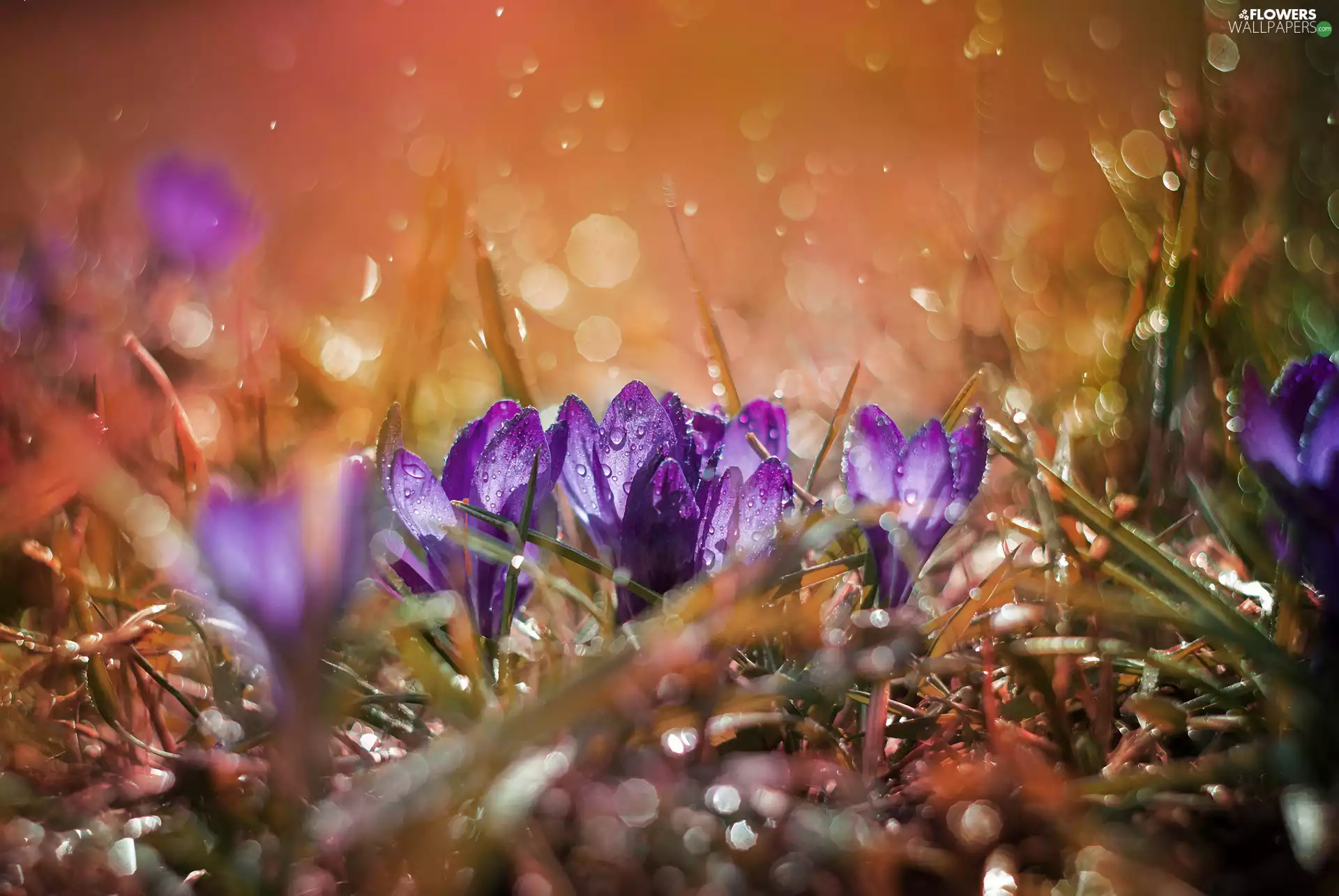 blur, grass, crocuses, drops, Flowers