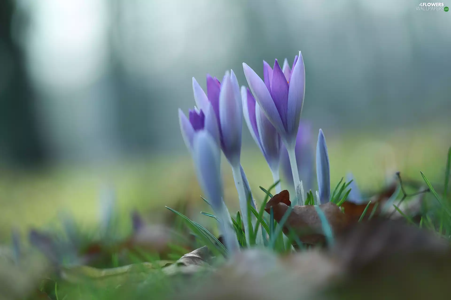 Flowers, grass, crocuses, Buds, purple