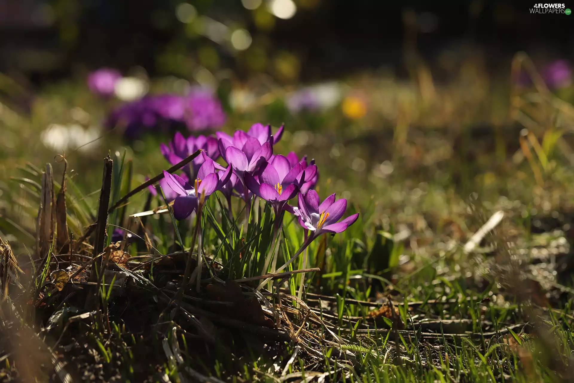 Flowers, grass, crocuses, cluster, purple