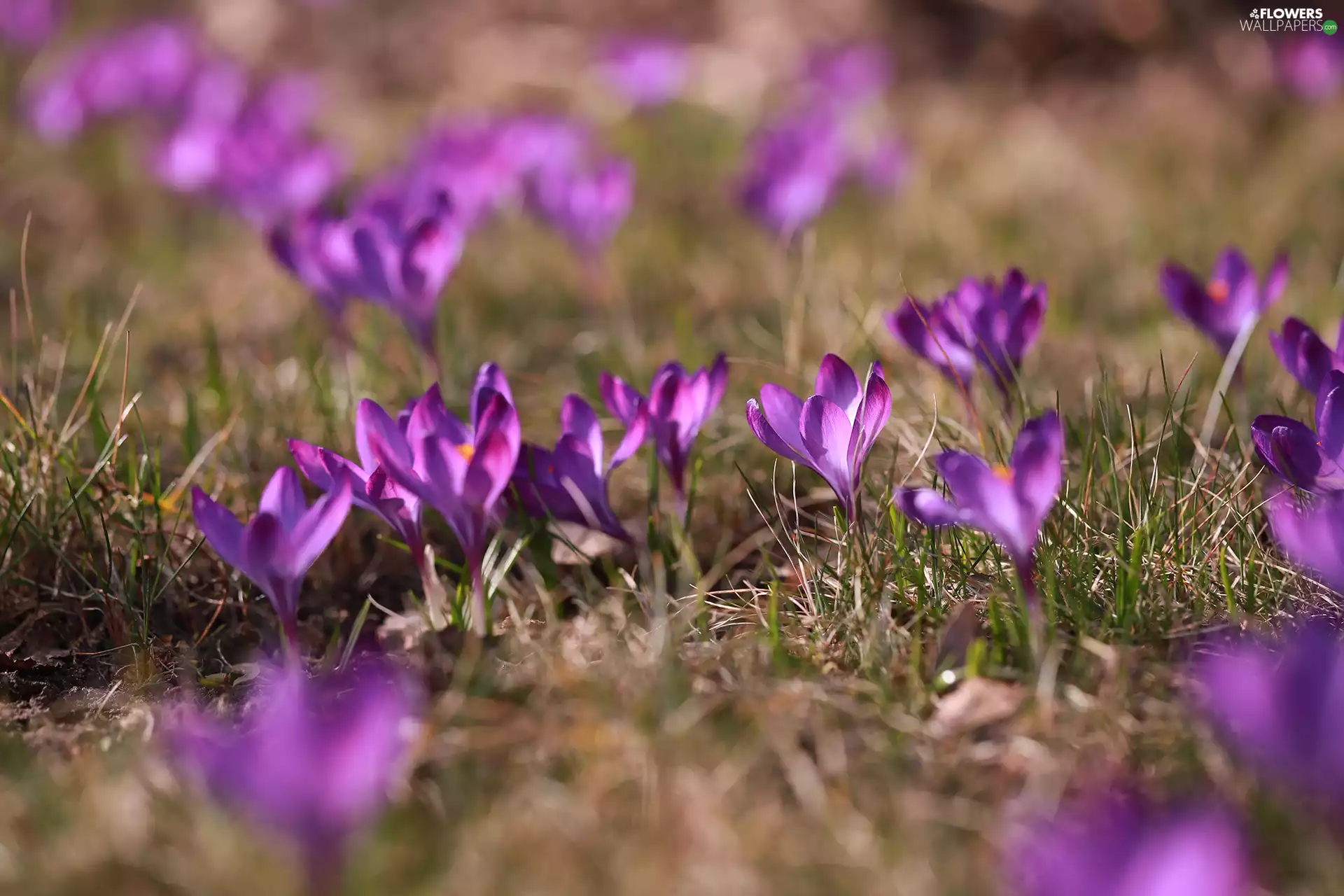 Flowers, grass, crocuses, Spring, purple