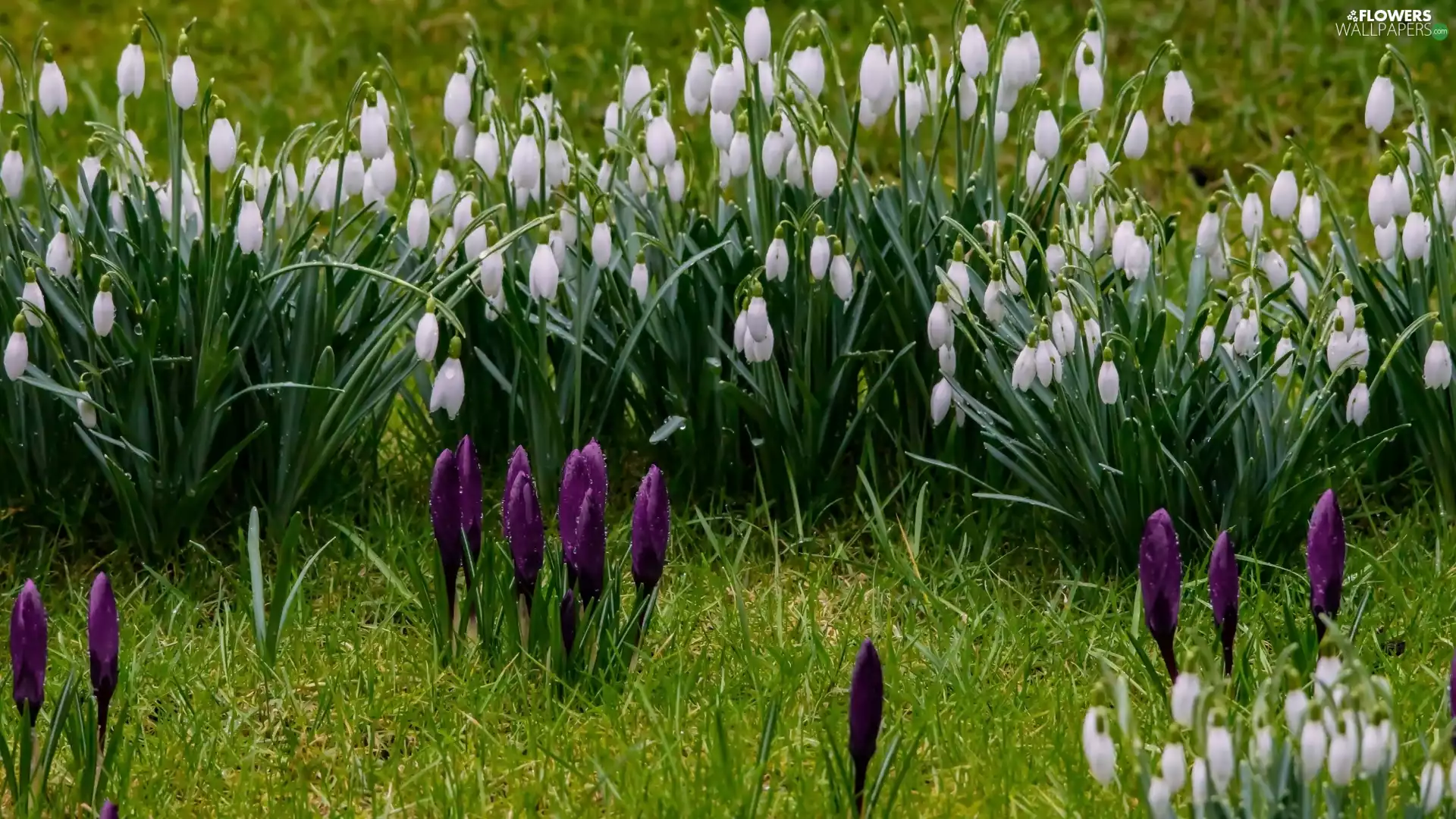 grass, snowdrops, crocuses