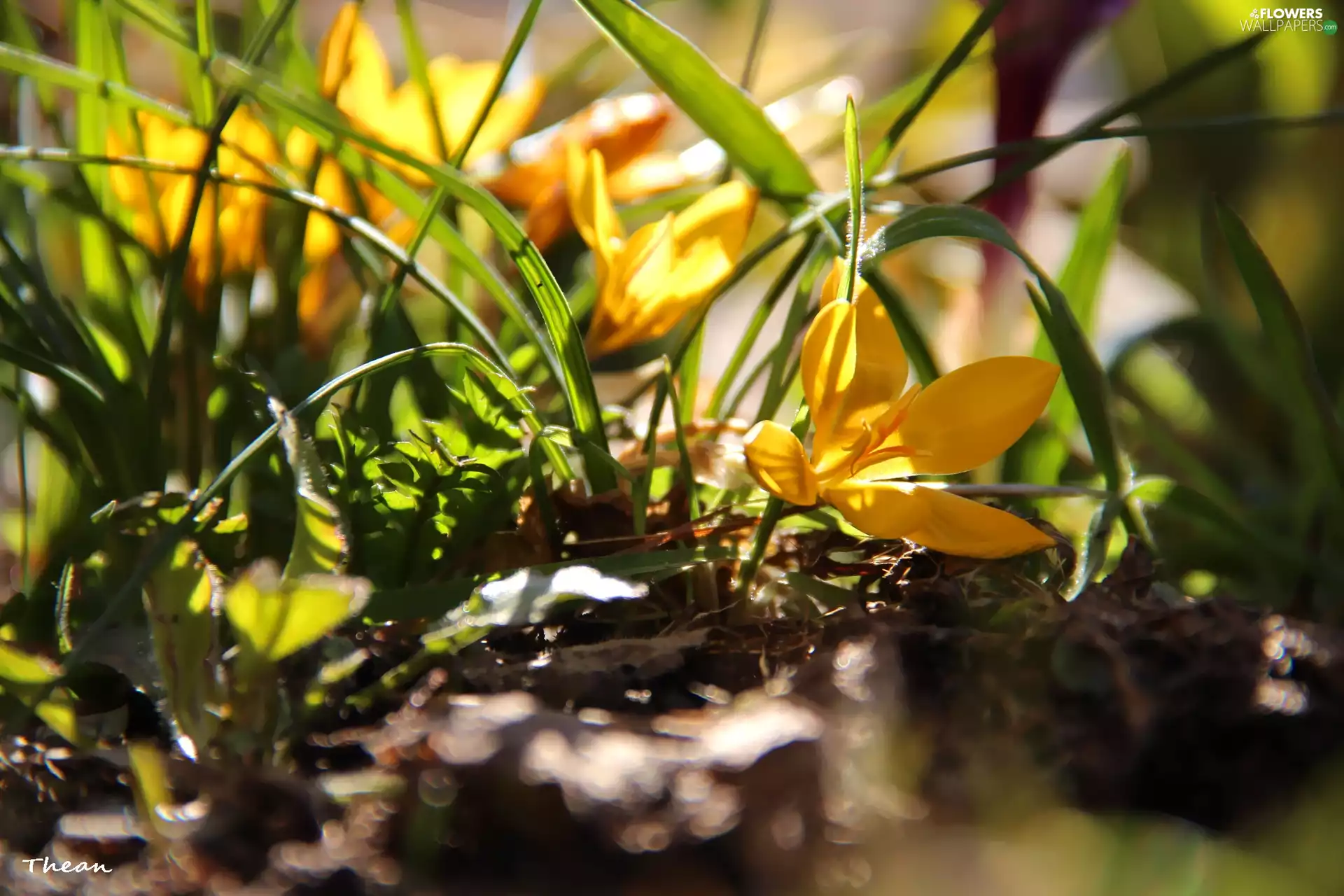 grass, Yellow, crocuses