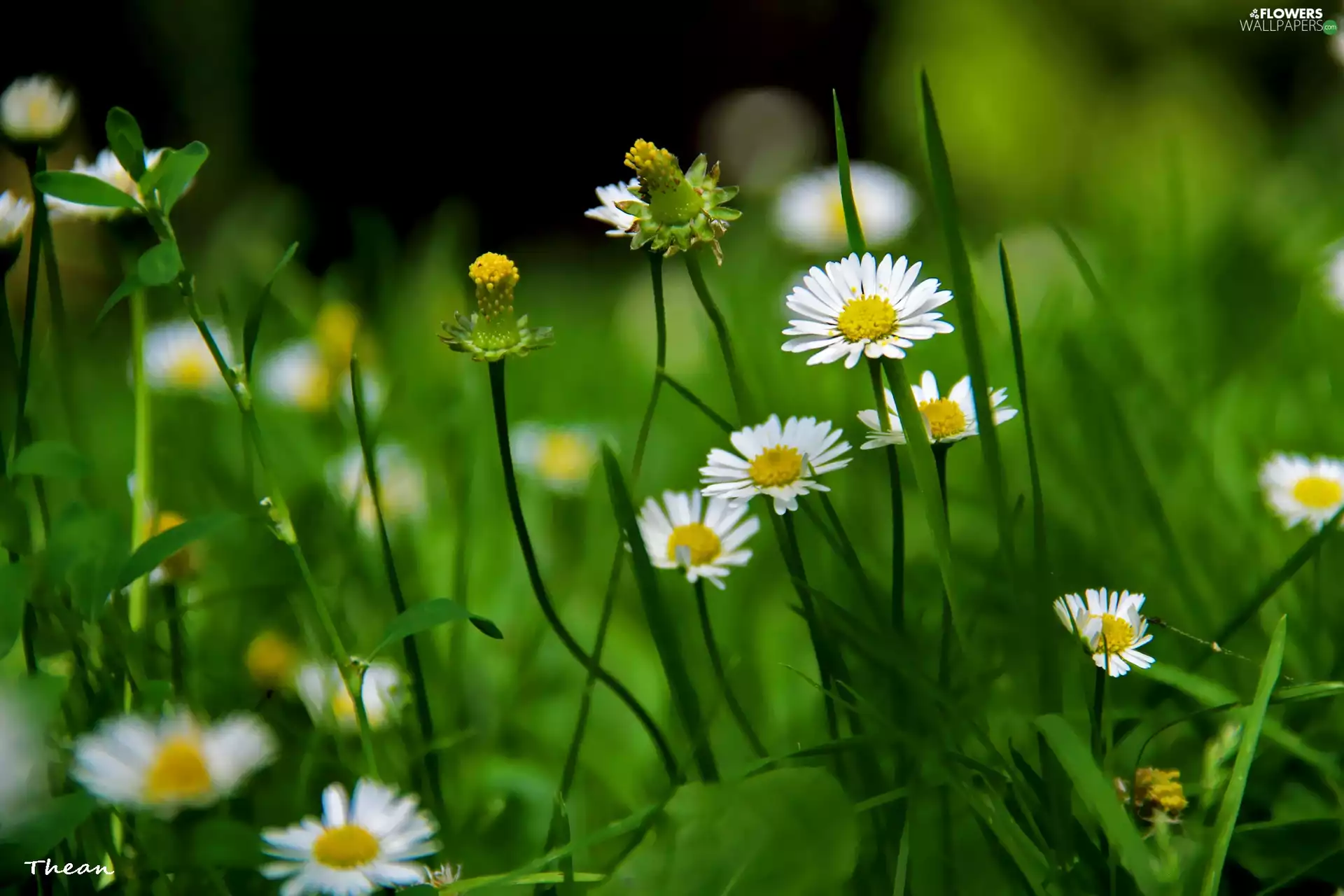 daisies, grass