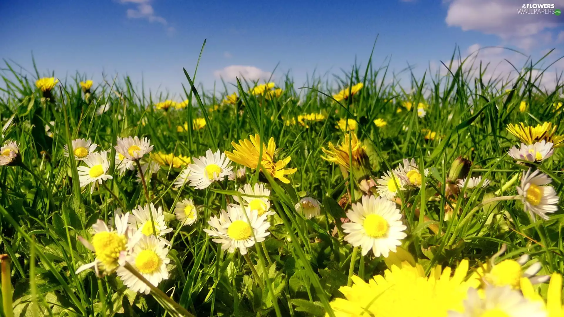 daisies, grass