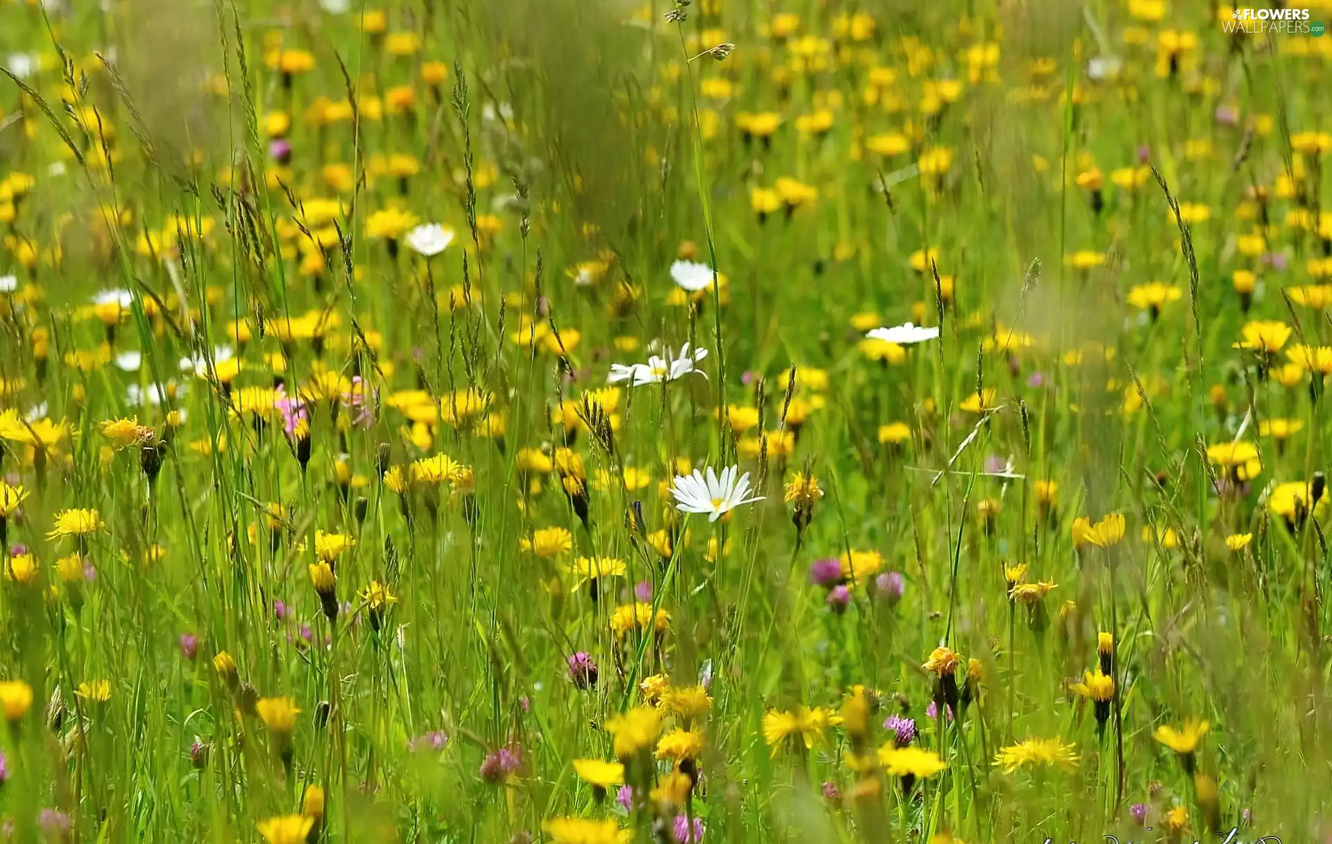 grass, dandelions, daisies