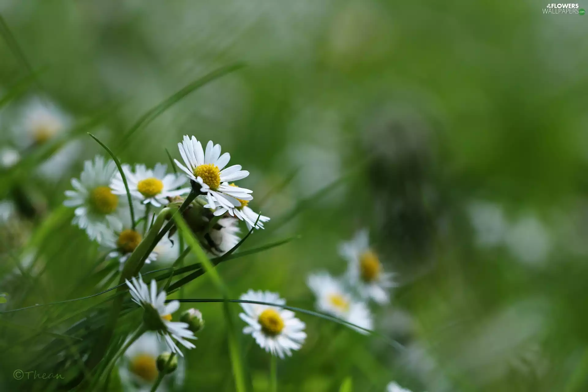 daisies, Flowers, grass, White