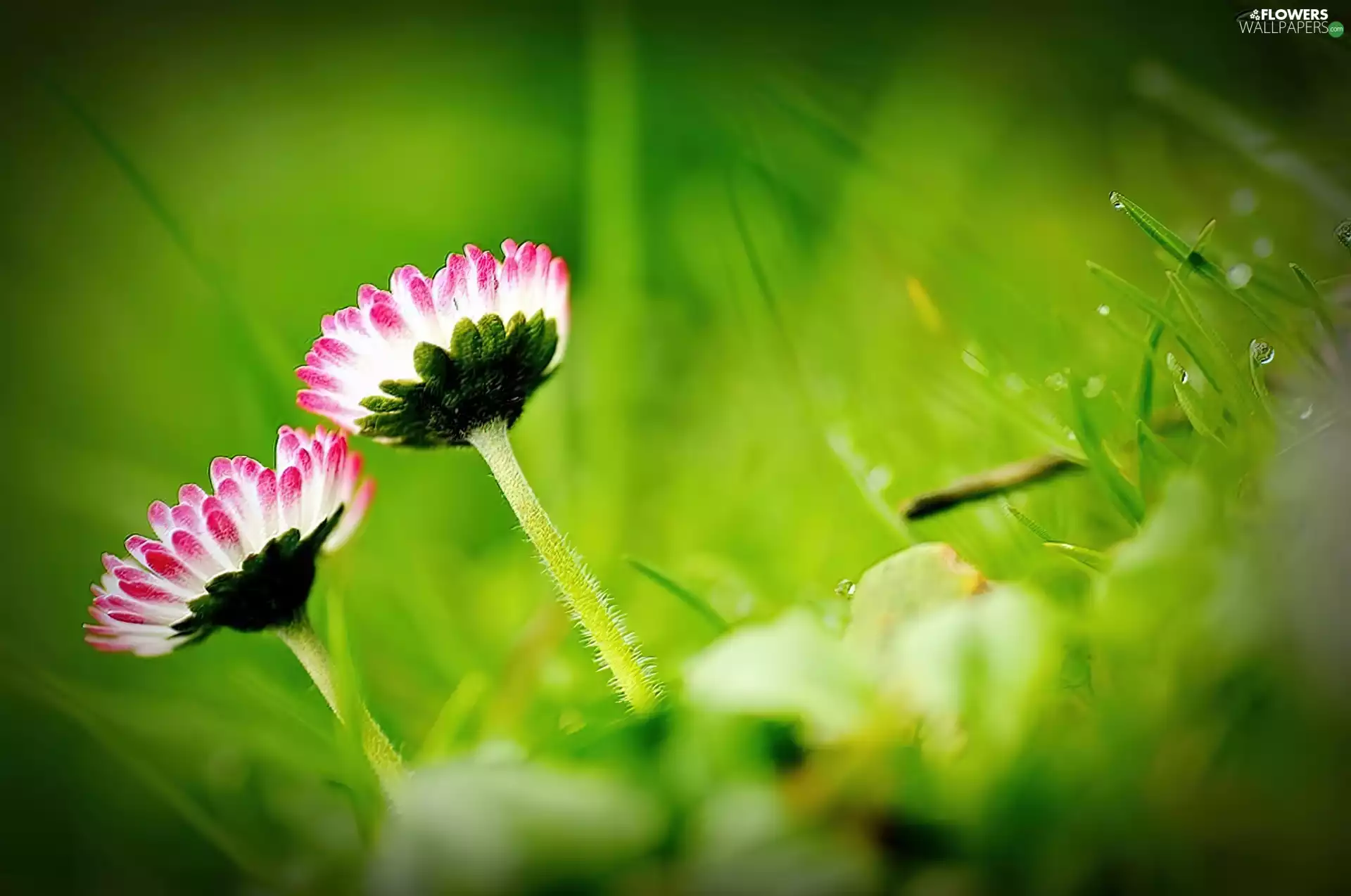 grass, Flowers, daisies