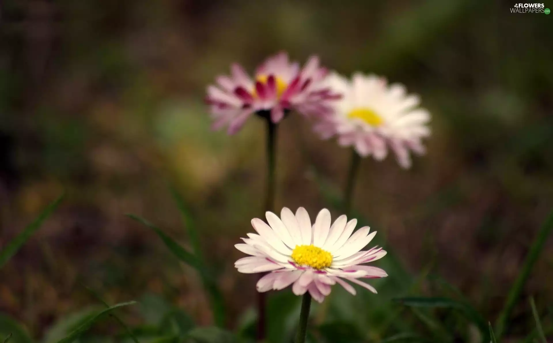 daisy, grass