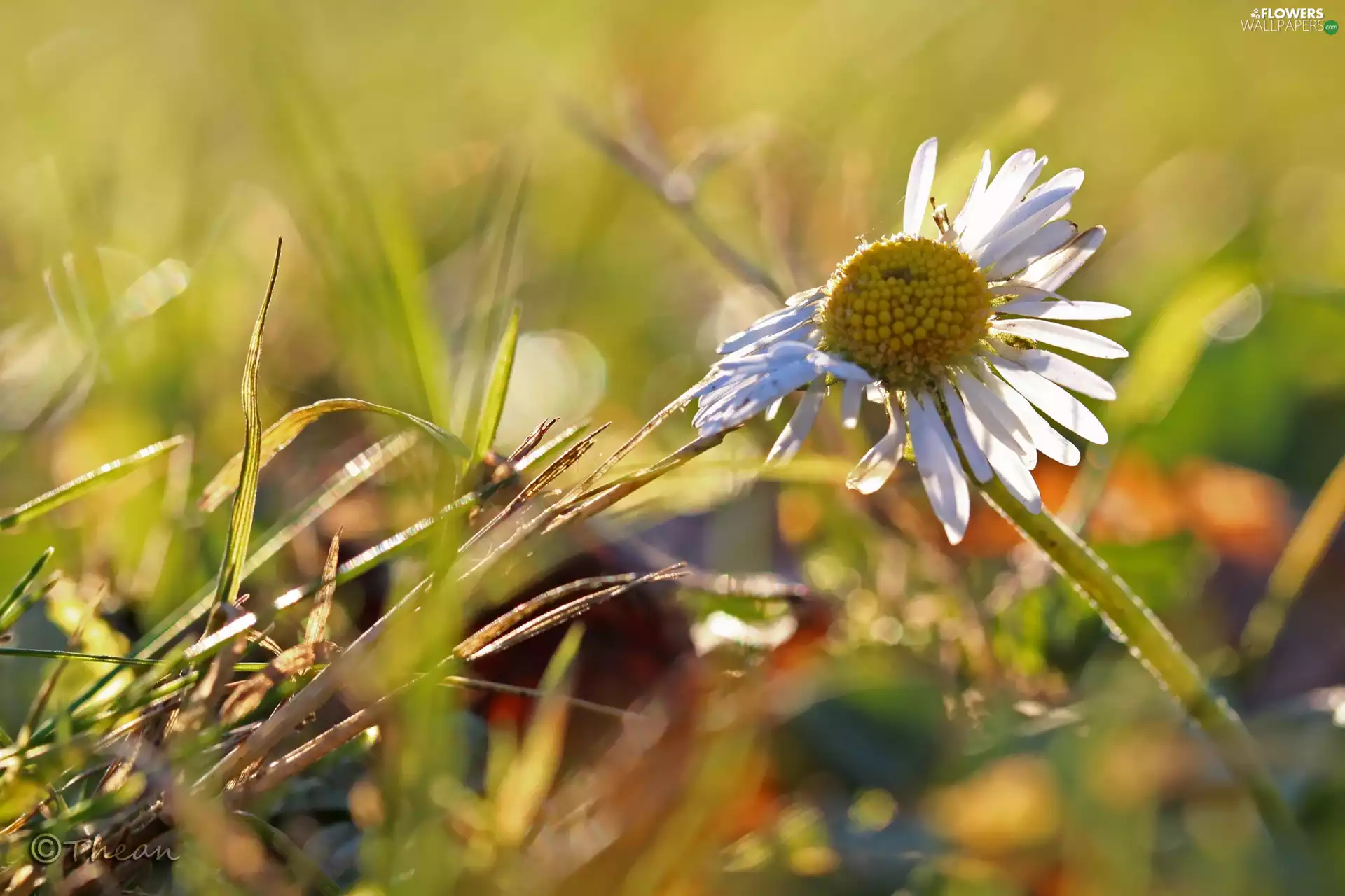 daisy, grass