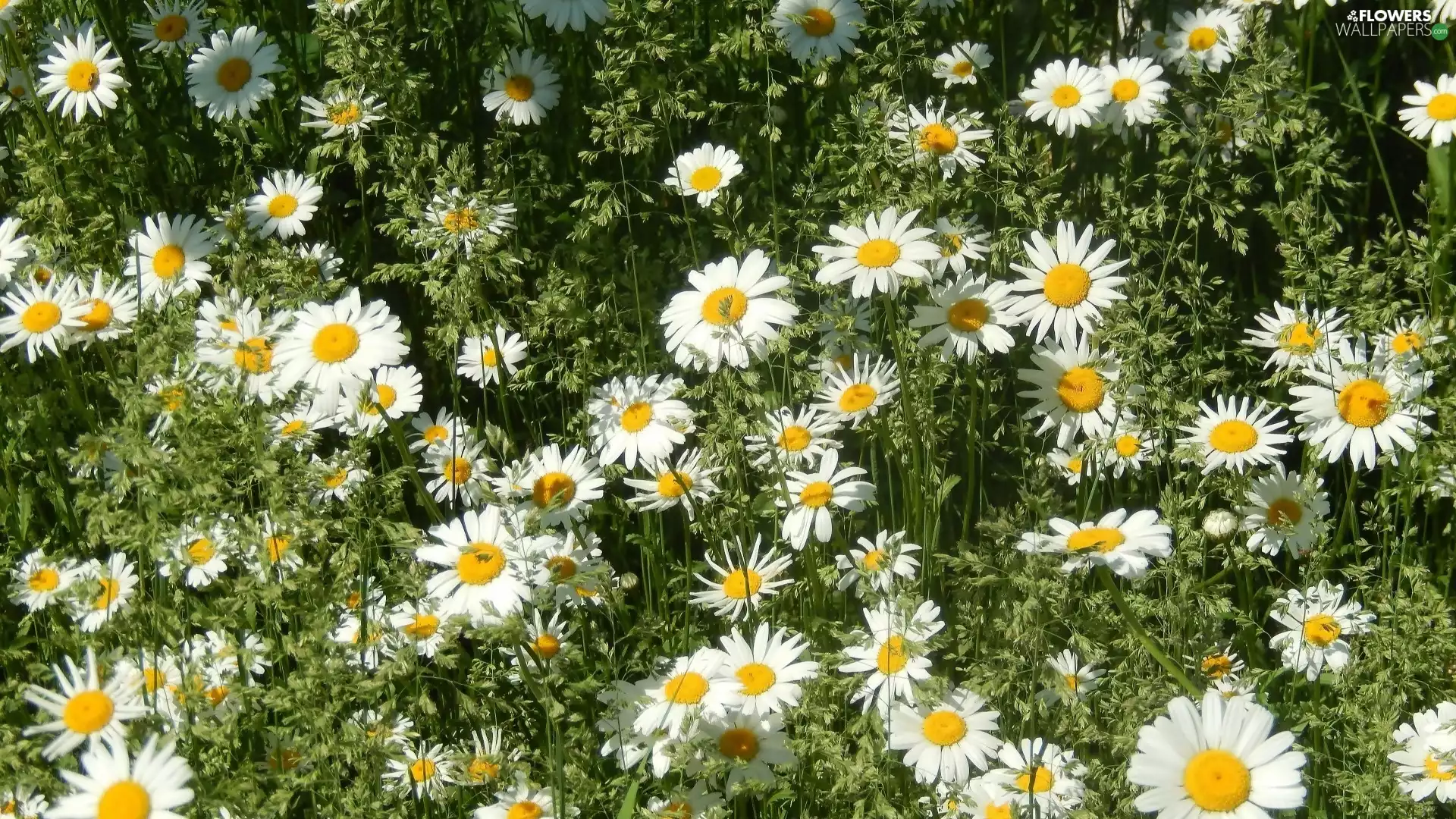 Daisy, Meadow, Spring, grass