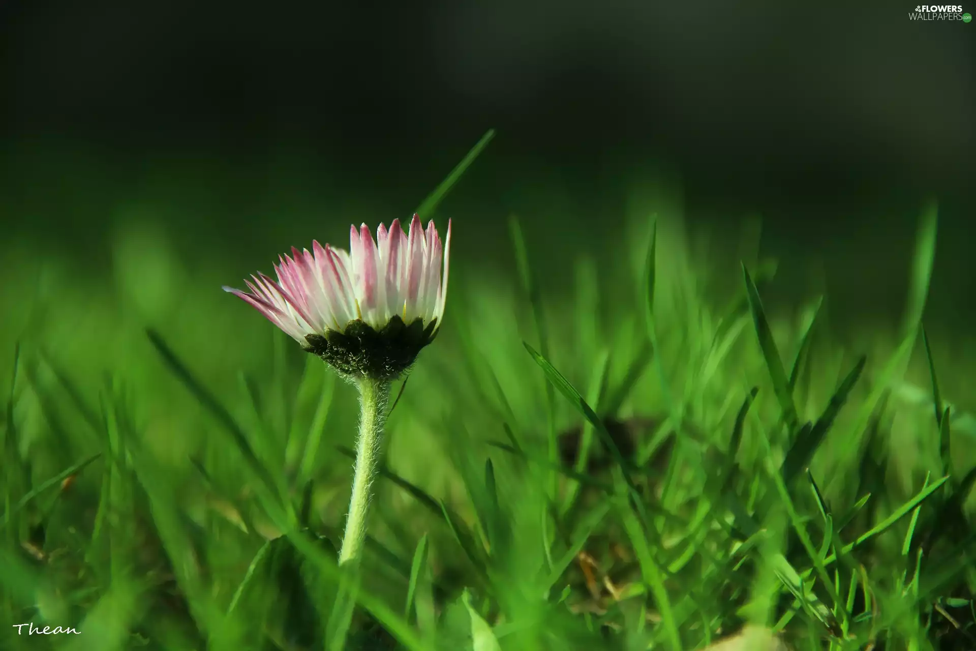 daisy, grass