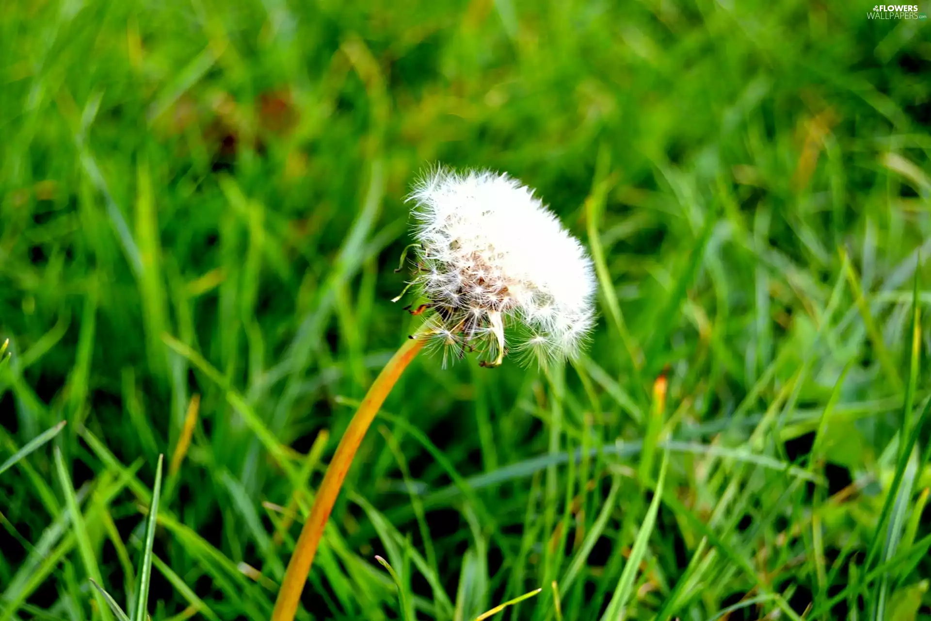 dandelion, grass