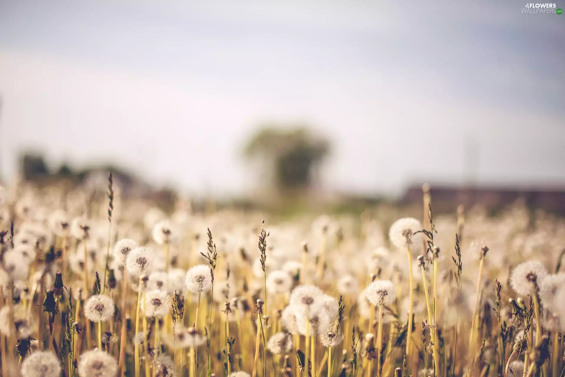 grass, puffball, dandelion