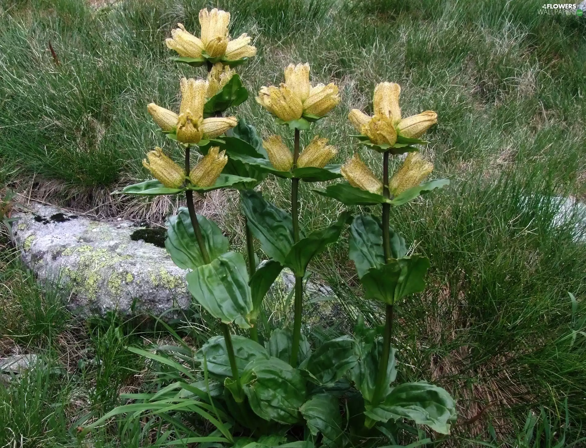 grass, Gentian, Dotted